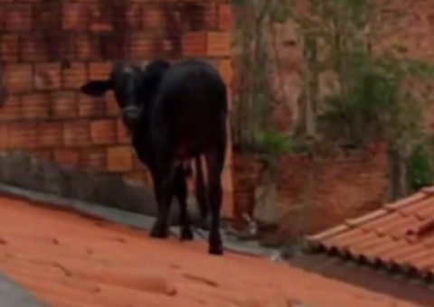 Vaca vai parar em cima do telhado de casa e assusta moradores