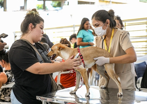 Feira de adoção de animais em Manaus terá Castramóvel; veja como agendar