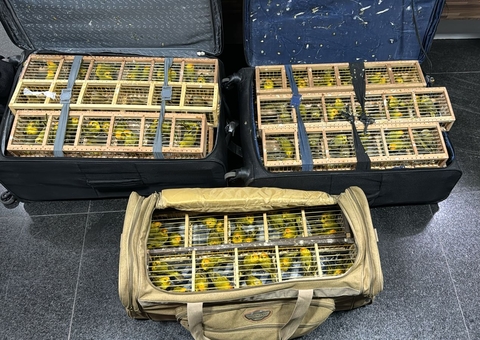 Homem é preso tentando embarcar com 300 canários em malas no aeroporto de Manaus