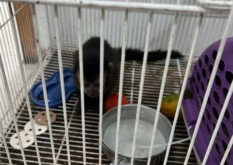 Estudante de veterinária é preso acusado de tráfico de animais