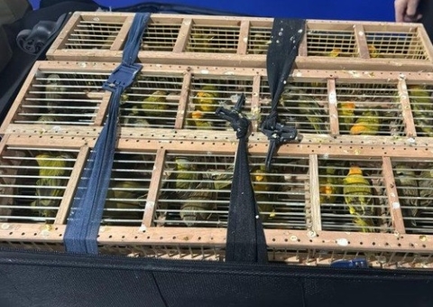 PF prende passageiro com 300 aves exóticas no Aeroporto de Manaus