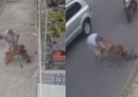Pitbull se solta, invade casa e ataca poodle; vídeo
