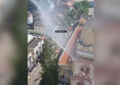 Gato cai de árvore e morre após tentativa de resgate com jato d’água 