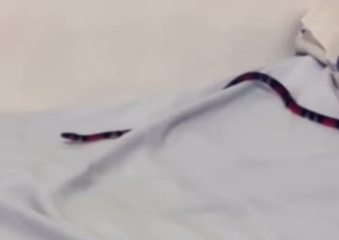 Mulher leva susto ao acordar com cobra subindo pelo pescoço 