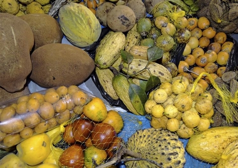 Conheça os frutos regionais que podem ajudar no controle da diabetes