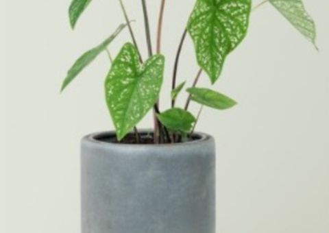 Mãe tenta matar filha jogando um jarro de planta na cabeça dela enquanto dormia