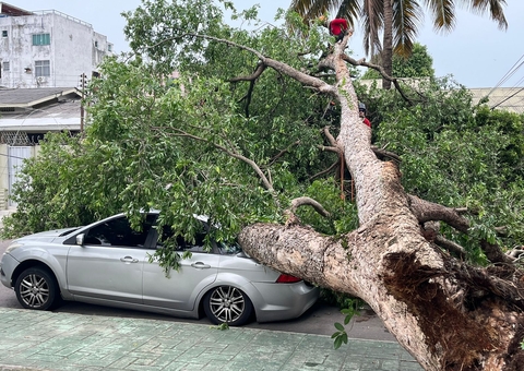 Vídeo: Árvore desaba sobre carro durante ventania no São Jorge