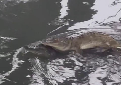 Casal de jacarés é flagrado em 'momento íntimo' no igarapé do Coroado; vídeo