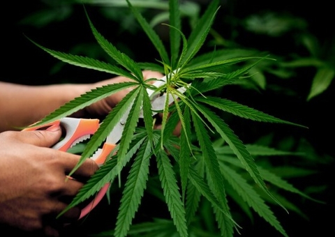 Brasil atingiu a marca de 672 mil pacientes que se tratam com cannabis