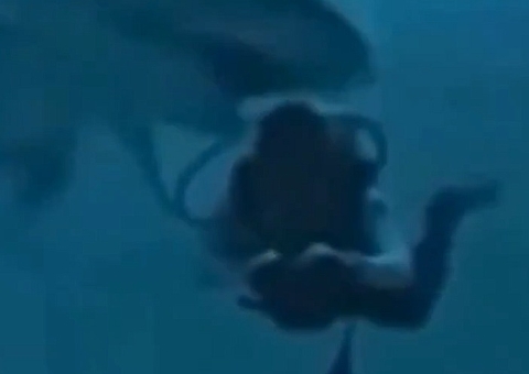 Tubarão abocanha a cabeça de mergulhador em ataque nas Maldivas; vídeo