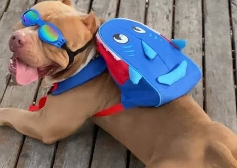 Morre pitbull tiktoker que fazia sucesso com mochila de tubarão durante passeios