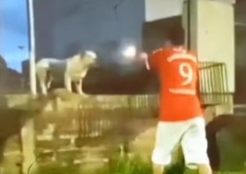 Jovem atira contra próprio cachorro por não obedecê-lo 