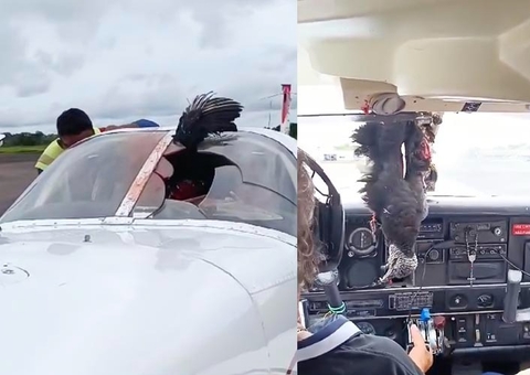 Urubu colide com avião e quase causa tragédia no Amazonas; veja vídeo