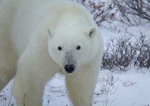 Homem luta com urso polar para proteger esposa