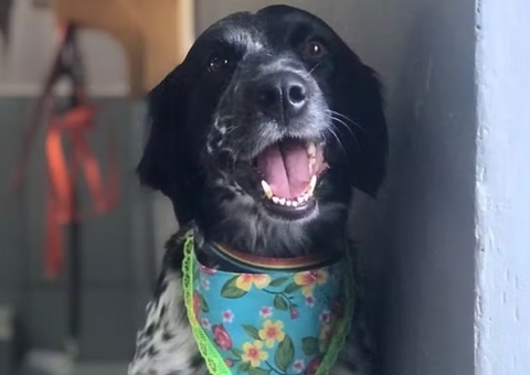 Cadela morre enforcada em pet shop