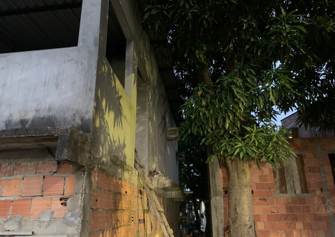 Homem morre após cair de árvore ao tentar colher manga em Manaus