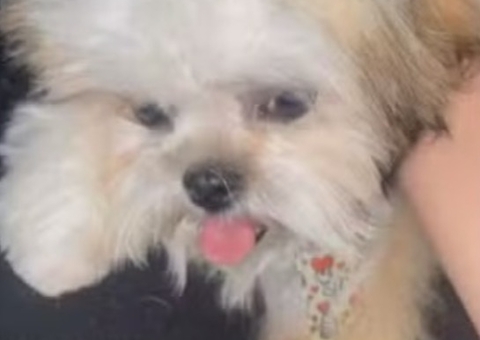 Cachorro da raça shitzu morre durante tosa em pet shop