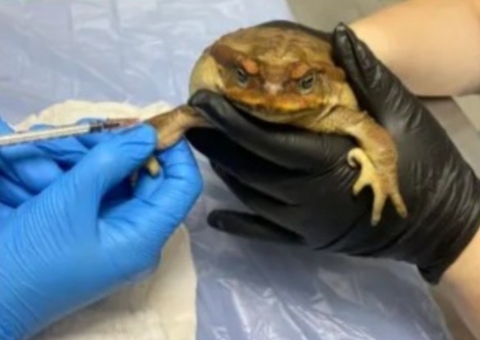 Ritual? Sapo é encontrado com a boca colada e cabelo no estômago 