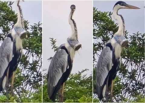 Garça é resgatada após 11 dias com copo plástico preso ao pescoço; fotos