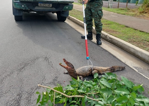 Filhote de jacaré é encontrado ferido em avenida na Ponta Negra 
