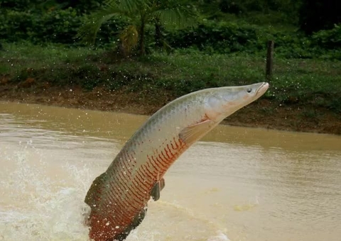 Feira do Pirarucu Manejado começa nesta quinta em Manaus