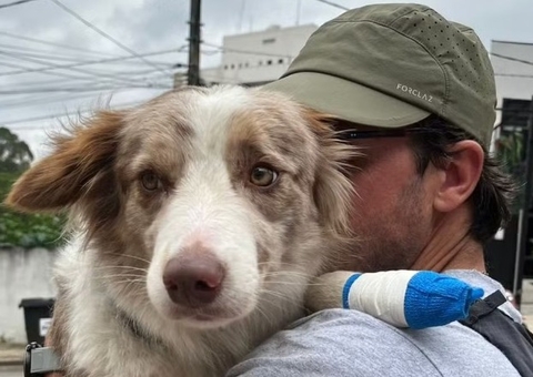 'Milagre de Natal': cachorra desaparece e volta para casa sozinha dois dias depois