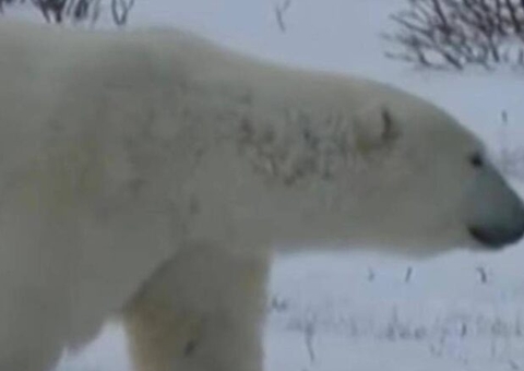 Repórter da BBC abandona gravação ao avistar urso polar