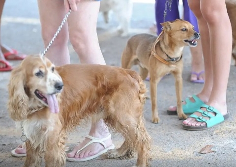 Animais domésticos terão direito a RG com cadastro nacional