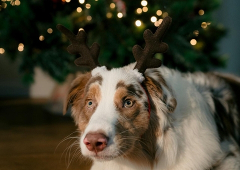 Especialista dá dicas para proteger os pets do barulho dos fogos