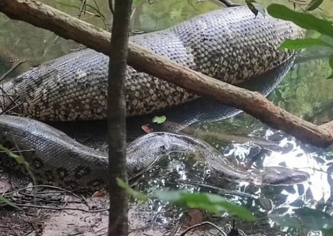 'Ceia de Natal': pescador flagra sucuri digerindo animal grande em rio do MS