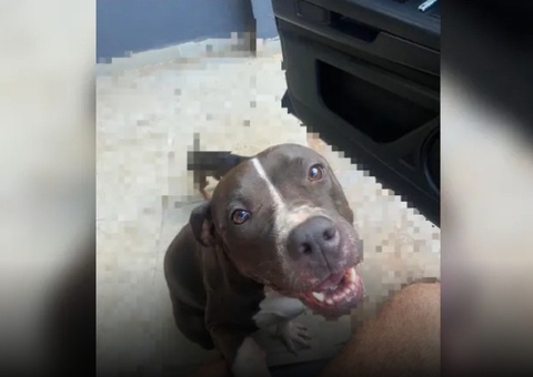 Cadela morre após se assustar com fogos de artifício