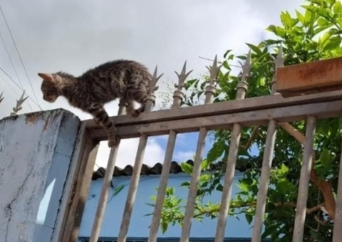 Filhote de gato é resgatado com lança de grade alojada no abdômen