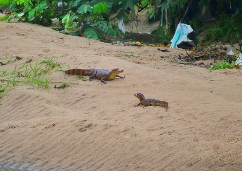 Jacarés surgem às margens do Igarapé do Mindu durante resgate do corpo de homem 