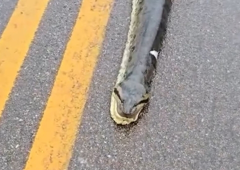 Sucuri gigante morre atropelada e filhotes são espalhados em rodovia; vídeo