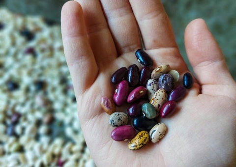 Índia consegue pela primeira vez cultivar brotos de feijão no espaço