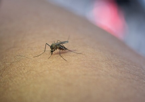 Dengue: sorotipo 3 volta a circular no país e preocupa autoridades