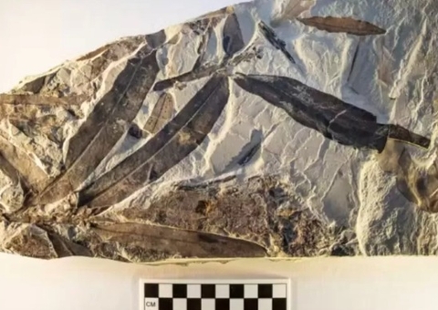 Fóssil de planta 'alienígena' intriga cientistas com mistério sem solução