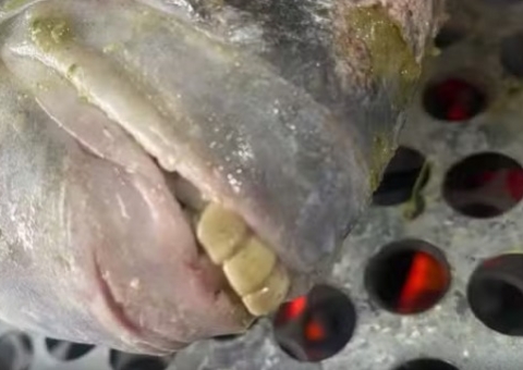 Peixe com 'dentes humanos' é encontrado no Espírito Santo e viraliza