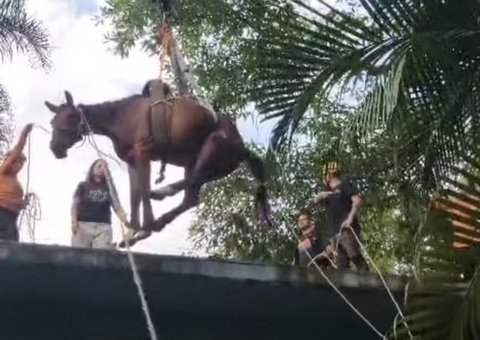 'Caramelo de Peruíbe': Cavalo é resgatado de telhado após chuvas em SP