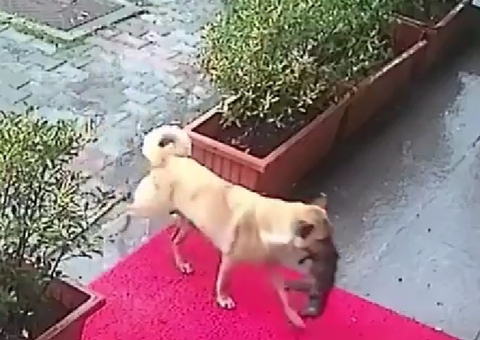 Cadela leva filhote doente até clínica veterinária e vídeo viraliza