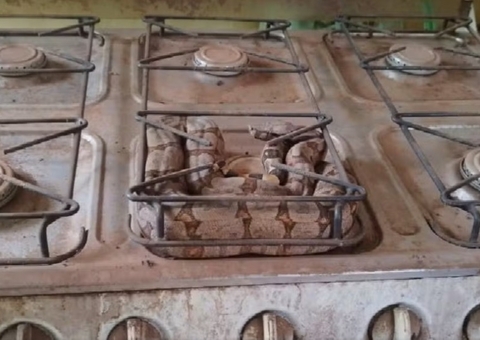 Cobra é encontrada em cima de fogão em casa 