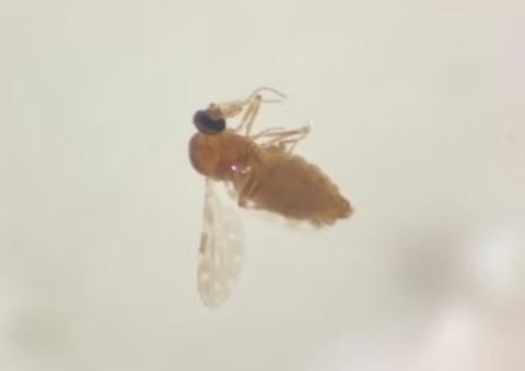 Mosquito transmissor da febre oropouche pode ter se adaptado e 'andado' pelo país, diz estudo