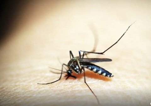 Rio de Janeiro confirma primeira morte por dengue este ano