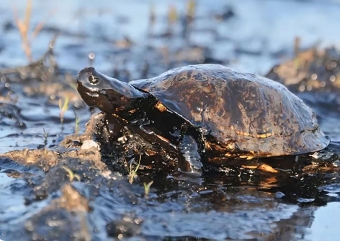 Amazonas Energia é alvo do MP por descarte de óleo em rio no Amazonas