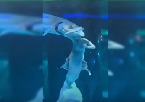 'Sereia' é atacada por peixe gigante em aquário durante apresentação; Vídeo