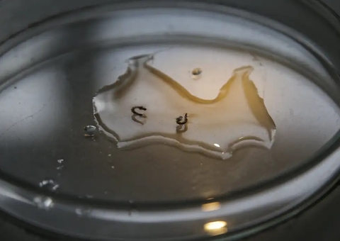 Campanha de mobilização contra dengue nas escolas começa nesta segunda