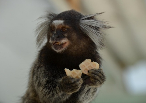 Mulher tem náusea e descobre que contraiu raiva após mordida de sagui no CE