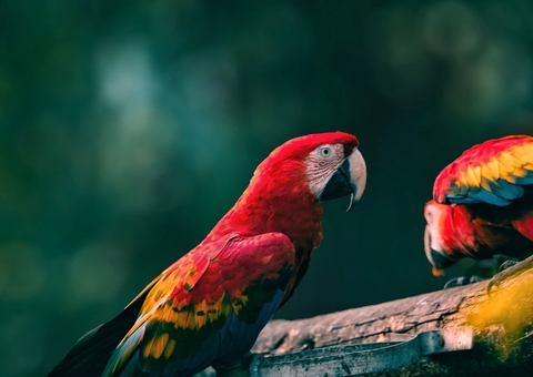 Hotel de selva em Manaus é investigado por uso irregular de animal silvestres