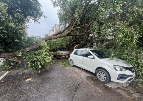 Fotos: Queda de árvore atinge quatro carros em Manaus 