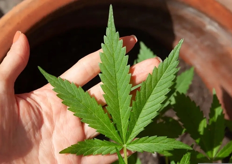 Mendes rejeita recursos sobre descriminalização do porte de maconha